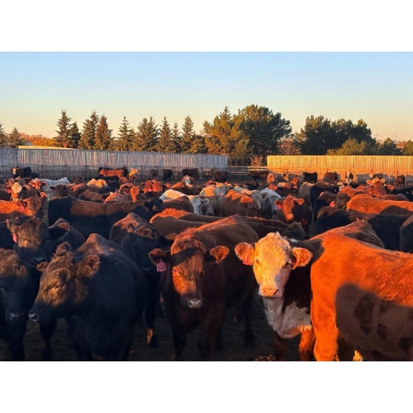 Verle Unruh - 850# October Delivery Steers - 216 Head (Dewberry, AB)