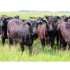 Image 7 : D & N Livestock - 1025# October Delivery Grass Heifers - 120 Head (Peebles, SK) VBP+