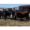 Image 4 : Dwayne Nicolay - 620# February Delivery Heifers - 60 Head (Rocky Mountain House, AB)
