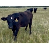 Image 5 : Tribar Ranching Co. - 900# October Delivery Grass Heifers - 60 Head (Steep Rock, MB)