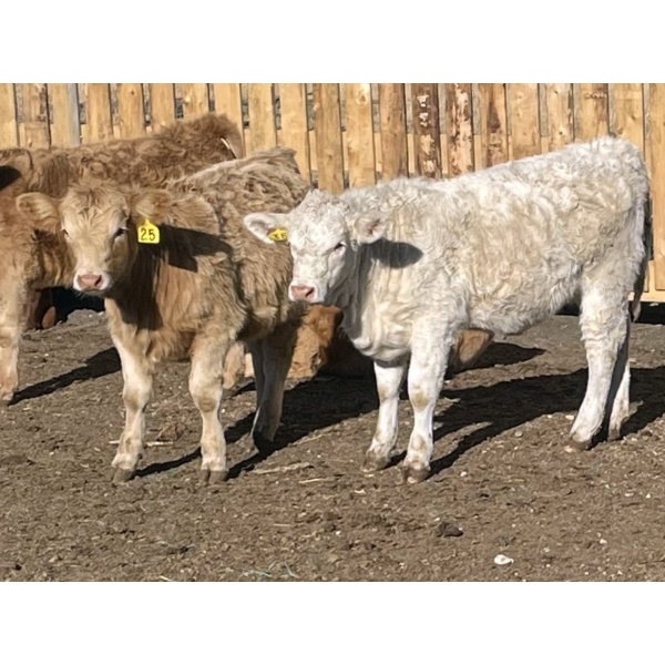 Luke & Jen Smith - 775# April Weaned Heifers - 150 Head (Rhein, SK)