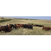 Image 5 : McDougald Ranch Ltd. - 790# September Delivery Grass Heifers - 100 Head (Maple Creek, SK)