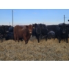 Image 5 : Brent & Tyler Stammers - 5 Black Cows 'K' Tags (Pen 715)