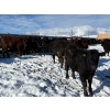 Image 3 : Antelope Butte Ranch - 842# March Delivery Steers - 70 Head (Lundbreck, AB) VBP+