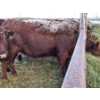 Image 7 : Westwick Ranching - 7 Red 3rd Calvers (Pen 509)