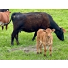 Image 11 : Pine Ranch Ltd. - 500# November Delivery Steer Calves - 95 Head (Morse, SK) VBP+