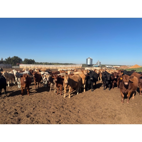 Verle Unruh - 900# September Delivery Heifers - 205 Head (Dewberry, AB)