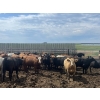 Image 2 : Westview Feeders - 890# July Delivery Heifers - 130 Head (Monarch, AB)