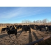 Image 8 : Lyle Burkard - 900# August Delivery Heifers - 280 Head (Bawlf, AB)