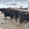 Image 1 : Idaho Dairies/Ranches - 73 Cows & 2 Bulls (Burley, ID)