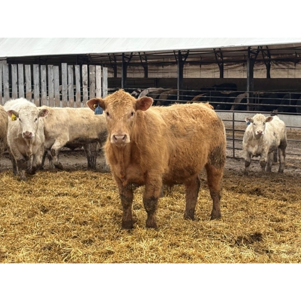 Brandt Boys Inc. - 1000# June Delivery Steers - 62 Head (Tolstoi, MB)