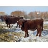 Image 2 : Helland Land & Cattle Co. Ltd. - 1039# February Delivery Steers - 60 Head (Lomond, AB)