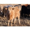 Image 12 : Copperfield Farming - 730# February Delivery Heifers - 120 Head (Vauxhall, AB)