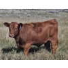 Image 3 : Blaine & Sue Hudec - 600# Oct/Nov Delivery Steer Calves - 80 Head (Jenner, AB)