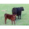 Image 7 : Knapp Farms - 500# November Delivery Heifer Calves - 100 Head (Southey, SK)