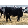 Image 8 : A&A Farms - 30 BBF Replacement Heifers (Coaldale, AB)