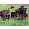 Image 14 : Nameth Land & Livestock Ltd. - 500# November Delivery Heifer Calves - 50 Head (Cupar, SK) VBP+