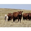 Image 11 : Logan Brothers (Rod, Barry & Bruce) - 675# October Delivery Heifer Calves - 80 Head (Oyen, AB)