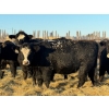 Image 4 : Salty Fox Farms - 50 Black Simm X Bred Heifers (Fork River, MB)