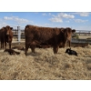 Image 1 : Rolling N Ranches (Nolan & Amanda Osadczuk) - 8 Red Heifer Pairs (Pen F7)