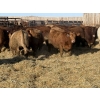 Image 2 : Hegedys Ranching - 990# January Delivery Steers - 64 Head (Acme, AB)