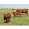 Image 12 : Henrickson Ranch & TC Farms  - 590# November Delivery Steer Calves - 95 Head (Patricia, AB)