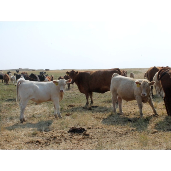Crocus Coulee Ranch - 675# October Delivery Steer Calves - 95 Head (Carmangay, AB)