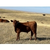 Image 6 : Dan & Kathy MacDonald - 575# October Delivery Steer Calves - 110 Head (Buffalo, AB)