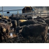 Image 3 : Fridlington Family Farms - 735# March Delivery Heifers - 80 Head (Kersley, BC)
