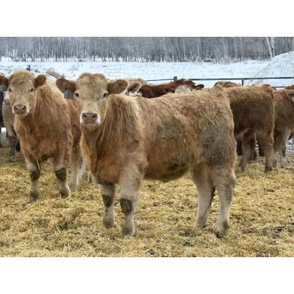 Brandt Boys Beef & Grain - 960# March Delivery Steers - 64 Head (Tolstoi, MB)