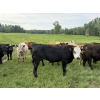 Image 4 : Shane & Tanya Roberts - 1030# September Delivery Grass Steers - 60 Head (Leslieville, AB)