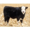 Image 12 : Sybouts Lake Farms Ltd. - 550# March Delivery Steers - 80 Head (Gladmar, SK)