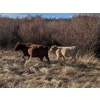 Image 5 : Mark & Cara Haywood-Farmer - 525# October Delivery Heifer Calves - 100 Head (Kamloops, BC)