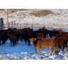 Image 7 : CL Ranches Ltd. - 525# December Weaned Steers - 80 Head (Cochrane, AB) VBP+
