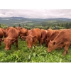 Image 9 : Crystal Lake Ranch - 875# July Delivery Steers - 70 Head (Malakwa, BC)