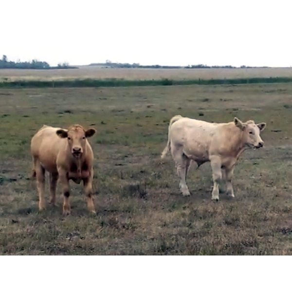 Dale & Dwight Tucker  -  730# October Delivery Steer Calves - 85 head (Endiang, AB)