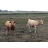 Image 1 : Dale & Dwight Tucker  -  690# October Delivery Heifer Calves - 90 head (Endiang, AB)