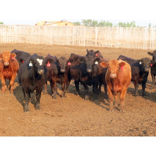 Little Rainbow Ranch - 950# July/August Delivery Steers - 65 Head (Moosomin, SK)