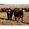 Image 2 : Justin Tateson - 800# March Delivery Steers - 78 Head (Scandia, AB)