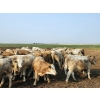 Image 3 : LZ Farms Inc. - 910# August Delivery Steers - 55 Head (Kyle, SK)