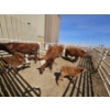 Image 2 : Guy Fukuda - 1 Hereford Pair