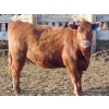 Image 8 : PSV Farms Ltd. - 840# May Delivery Heifers - 60 Head (Enchant, AB)