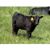 Image 3 : Clarence Koots - 475# November Delivery Heifer Calves - 100 Head (Eckville, AB)