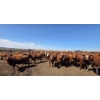Image 10 : Ripple Rock Ranch - 925# June Delivery Heifers - 130 Head (Fincastle, AB)