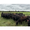 Image 7 : Kelly Harder - 810# Aug/Sept Delivery Grass Heifers - 77 Head (Steinbach, MB)