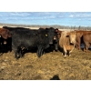 Image 2 : Bruce & Judy Dickson - 1693# Cows - 36 Head (Leslieville, AB)