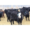Image 4 : Brock & Garett Thompson - 720# April Delivery Steers - 83 Head (Carnduff, SK) VBP+