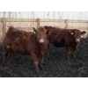 Image 6 : J&R Peterson - 985# January Weaned Steers - 122 Head (Barnwell, AB)