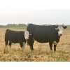 Image 8 : Darcy, Colton & Blake Reinhardt - 675# October Delivery Steer Calves - 90 Head (Nightingale, AB)