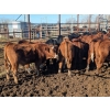 Image 4 : K4 Land & Cattle - 520# November Delivery Steer Calves - 35 Head (Eriksdale, MB)